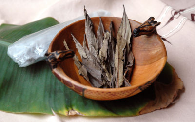Bulukutu bio