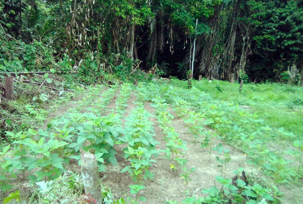 Plantation de soja et piments